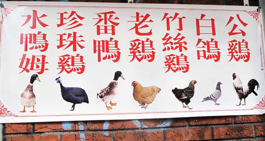 Chinese fowl copy
